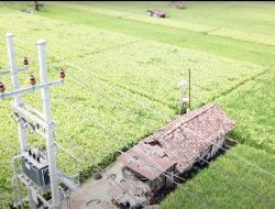 Panen Raya Sukses, Program Electrifying Agriculture PLN Mampu Tingkatkan Produktivitas Pertanian Padi di Ponorogo