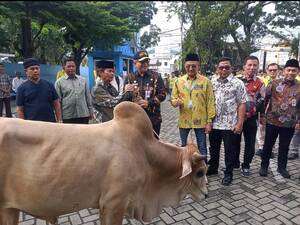 Pj Walikota Padang Andree Algamar menyerahkan sapi secara simbolis kepada perwakilan masjid penerima.