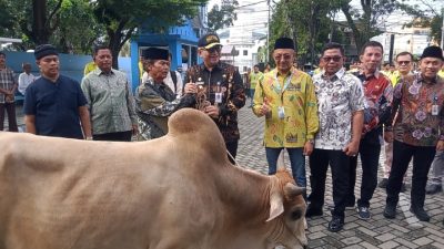 Perumda AM Padang Tebar 51 Sapi dan 38 Kambing