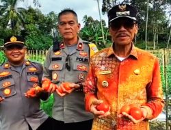 Manfaatkan Lahan Tidur, Wakapolres Payakumbuh Kompol Russirwan Jadi Panutan Petani