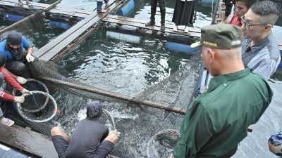 Gubernur Mahyeldi Lepas Ekspor 11 Ton Ikan Kerapu Sumbar Menuju Hongkong