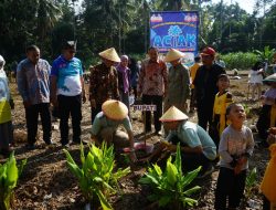 SDN Unggul Terpadu Limpato Tanam 200 Bibit Pepaya “ACIAK”