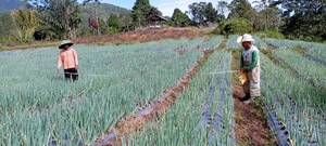 Kepemimpinan Erick Thohir, Nagari Talang Babungo Kabupaten Solok Transformasi Pertanian Bawang Merah