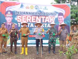 Kebutuhan Jagung di Limapuluh Kota Capai 400 Ton Perhari