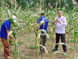 Lapas Suliki akan Gelar Panen Jagung Manis