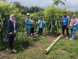 PLN Sumbar Dukung Petani Buah Naga, Keuntungan Meningkat 4 Kali Lipat