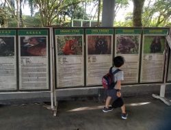 Taman Margasatwa Kandi Dulu Viral Kini Kekurangan Koleksi