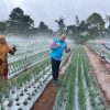 Petani Naik Kelas, PLN UP3 Bukittinggi Giatkan Program Pompanisasi dan Elektrifikasi Pertanian di Agam