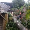 Hujan Disertai Angin Kencang Landa Kota Padang, Rumah di Belimbing Tertimpa Pohon