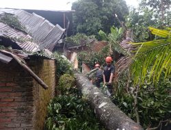 Hujan Disertai Angin Kencang Landa Kota Padang, Rumah di Belimbing Tertimpa Pohon