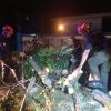 6 Pohon Tumbang di Padang, Tiga Timpa Rumah Sebabkan Kerugian Materi