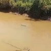 Warga Pasaman Barat Hilang Diterkam Buaya,  Rekannya Sempat Menarik Tangan Korban