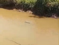 Warga Pasaman Barat Hilang Diterkam Buaya,  Rekannya Sempat Menarik Tangan Korban