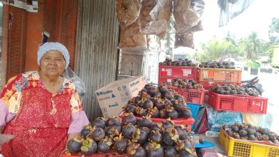 Sering Dijual di Pinggir Jalan, Buah Manggis Paritmalintang Tembus Pasar Taiwan