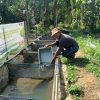 Semen Padang Buktikan Efektivitas Maggot untuk Tingkatkan Pertumbuhan Ikan Nila