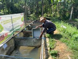 Semen Padang Buktikan Efektivitas Maggot untuk Tingkatkan Pertumbuhan Ikan Nila
