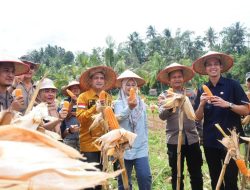Bersama Walikota, Kapolres Sawahlunto Gelar Panen Perdana Jagung