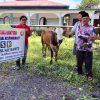 Program CSR, PT. Sari Buah Sawit Salurkan Dua Sapi Kurban