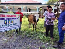 Program CSR, PT. Sari Buah Sawit Salurkan Dua Sapi Kurban