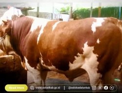 Sapi Kurban Presiden Prabowo Subianto di Solok Selatan Miliki Bobot 893 Kg