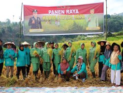 Kodim 0306 Limapuluh Kota Gelar Panen Raya Padi