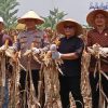 Polres Pasaman Barat Gelar Panen Raya Jagung Kuartal III
