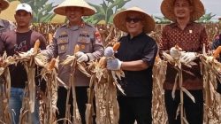 Kapolres Pasaman Barat AKBP Agung Tribawanto, Bupati Pasaman Barat Yulianto, Ketua DPRD Dirwansyah dan Forkopimda saat Panen Raya Jagung Kuartal II di Jorong Bandarejo, Nagari Lingkuang Aua.