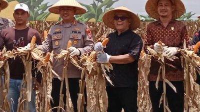 Kapolres Pasaman Barat AKBP Agung Tribawanto, Bupati Pasaman Barat Yulianto, Ketua DPRD Dirwansyah dan Forkopimda saat Panen Raya Jagung Kuartal II di Jorong Bandarejo, Nagari Lingkuang Aua.