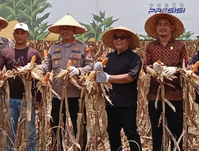 Kapolres Pasaman Barat AKBP Agung Tribawanto, Bupati Pasaman Barat Yulianto, Ketua DPRD Dirwansyah dan Forkopimda saat Panen Raya Jagung Kuartal II di Jorong Bandarejo, Nagari Lingkuang Aua.