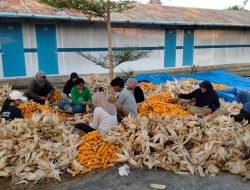PLN Sulap Limbah Jagung Jadi Listrik, Petani Tuban Dapat Tambahan Penghasilan