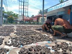 Harga Gambir Anjlok, Ratusan Petani akan Datangi Kantor Bupati dan DPRD
