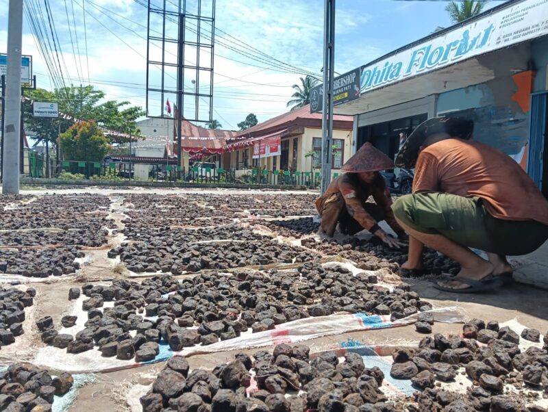 Petani Gambir saat menjemur Gambir sebelum dipasarkan