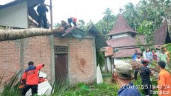 Petugas BPBD Padangpariaman bersama masyarakat saat membersihkan pohon yang menimpa rumah warga.