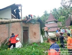Angin Kencang Landa Padangpariaman, Puluhan Pohon Bertumbangan