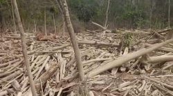 Tumpukan material kayu yang memenuhi aliran Batang Mongan