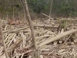 Tumpukan Material Kayu Penuhi Aliran Batang Mongan  