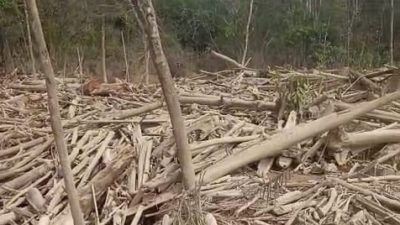 Tumpukan material kayu yang memenuhi aliran Batang Mongan