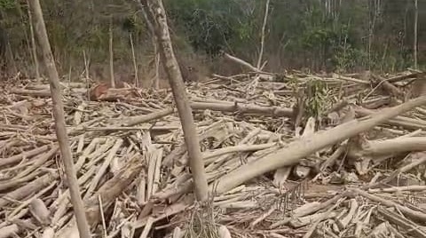 Tumpukan material kayu yang memenuhi aliran Batang Mongan