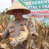 Polres Pasaman Barat Gelar Panen Jagung Kuartal 1