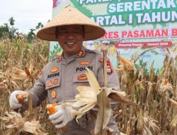 Polres Pasaman Barat Gelar Panen Jagung Kuartal 1