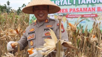 Kapolres Pasaman Barat AKBP Agung Tribawanto saat panen jagung serentak Kuartal I di Nagari Lingkuang Aua Bandarejo Kecamatan Pasaman, Kamis (08/02/2026). 