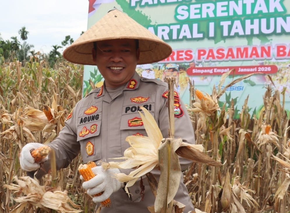 Kapolres Pasaman Barat AKBP Agung Tribawanto saat panen jagung serentak Kuartal I di Nagari Lingkuang Aua Bandarejo Kecamatan Pasaman, Kamis (08/02/2026). 