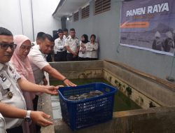Panen Raya Serentak, Rupajang Panen 80 Kilogram Ikan Lele 