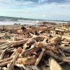 Pantai Gajah Dipenuhi Tumpukan Kayu. Ketua DPRD: Kita akan Kordinasi dengan DLH