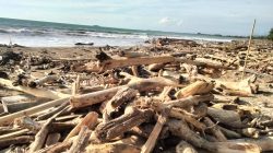 Tumpukan kayu yang memenuhi Pantai Gajah yang berada di belakang kampus Universitas Negeri Padang.