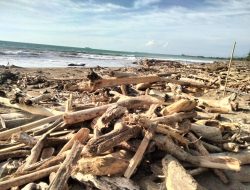 Pantai Gajah Dipenuhi Tumpukan Kayu. Ketua DPRD: Kita akan Kordinasi dengan DLH
