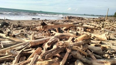 Tumpukan kayu yang memenuhi Pantai Gajah yang berada di belakang kampus Universitas Negeri Padang.
