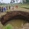 Fenomena Sawah Luluih Gegerkan Limapuluh Kota