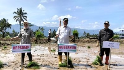 Kegiatan Tanam Serentak oleh Badan Penyuluhan dan Pengembangan Sumber Daya Manusia Pertanian (BPPSDMP) di Nagari Koto Kaciak, Kecamatan Tanjung Raya, Agam, Kamis (30/04/2026).