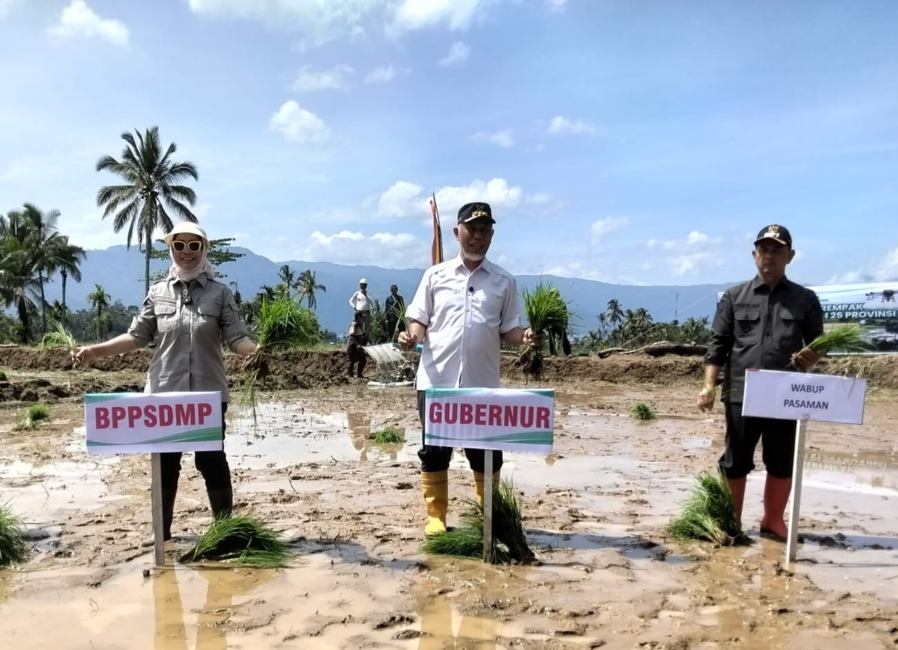 Kegiatan Tanam Serentak oleh Badan Penyuluhan dan Pengembangan Sumber Daya Manusia Pertanian (BPPSDMP) di Nagari Koto Kaciak, Kecamatan Tanjung Raya, Agam, Kamis (30/04/2026).